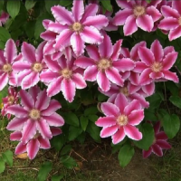 klematis-nelli-mozer2