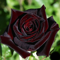 rosa-black-baccara2