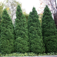 thuja_holmstrup3