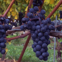 Виноград-плодовый-П-34