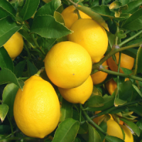 Лимон-мейера-растение-с-плодами2