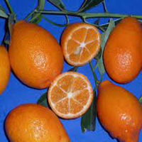 оранжек
