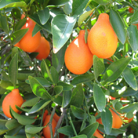 оранжекват