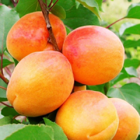 ульянихинский